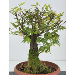 Zelkova nire I-7590 vista 3