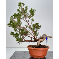 Juniperus sabina -sabina rastrera- A01658