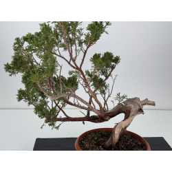 Juniperus sabina A01658 view 2