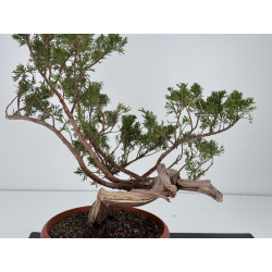 Juniperus sabina A01658 view 4