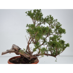 Juniperus sabina A01658 view 5