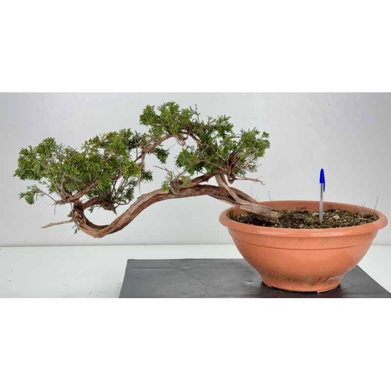 Juniperus sabina A01344