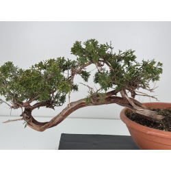 Juniperus sabina A01344 view 2