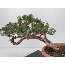 Juniperus sabina A01344 view 3