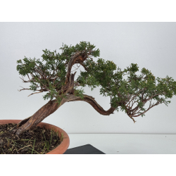 Juniperus sabina A01344 view 4