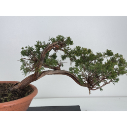 Juniperus sabina A01344 view 5