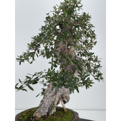 Olea europaea I-7572 view 4