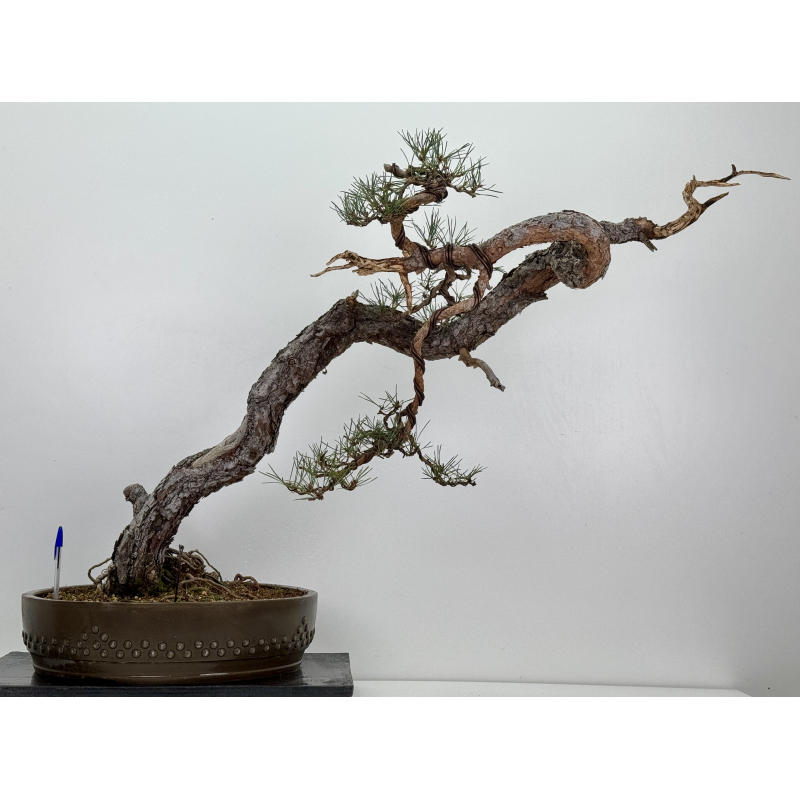 Pinus sylvestris I-7573