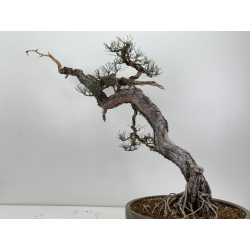 Pinus sylvestris I-7573 view 5