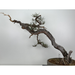 Pinus sylvestris I-7573 view 6