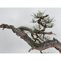 Pinus sylvestris -pino s. europeo-  I-7573 vista 7