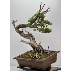 Pinus sylvestris -pino s. europeo-  I-7574