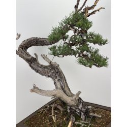 Pinus sylvestris I-7574 view 2