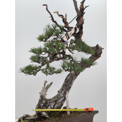 Pinus sylvestris I-7574 view 5