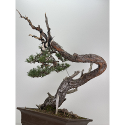 Pinus sylvestris I-7574 view 6