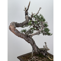 Pinus sylvestris I-7574 view 7