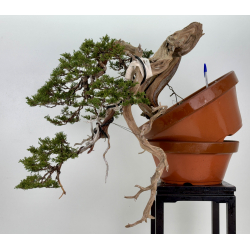 Juniperus sabina A01194