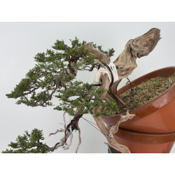 Juniperus sabina A01194 view 2