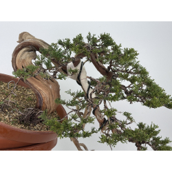 Juniperus sabina A01194 view 8