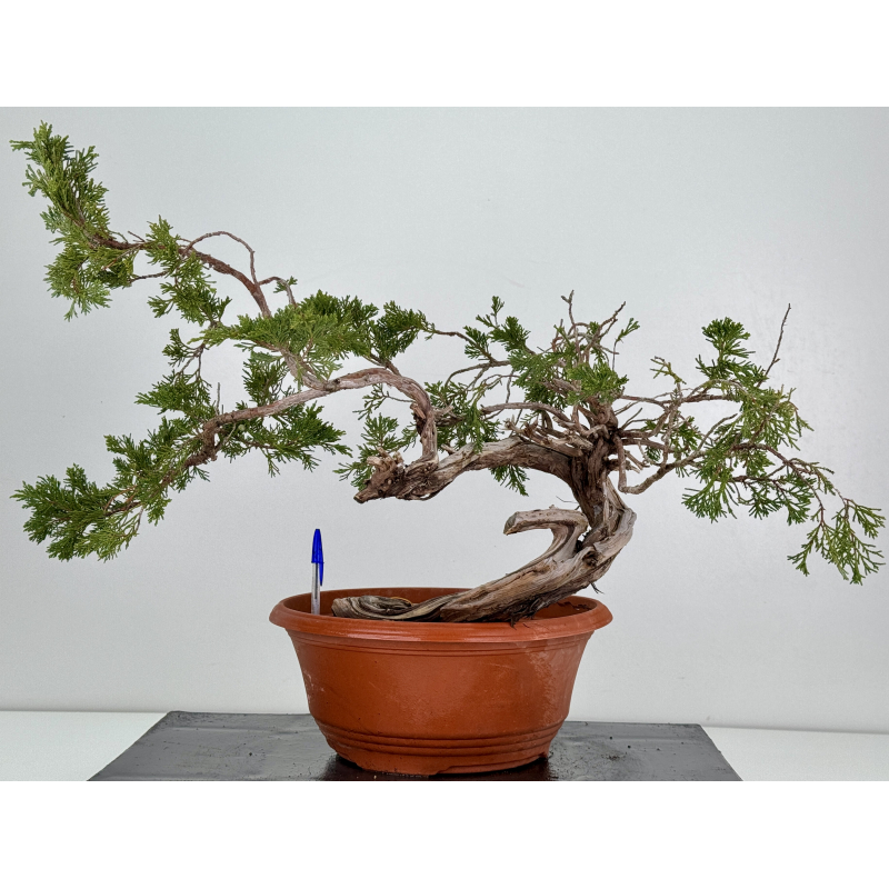 Juniperus sabina A01680