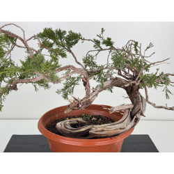 Juniperus sabina A01680 view 2