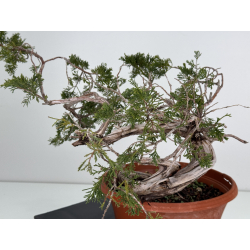 Juniperus sabina A01680 view 3