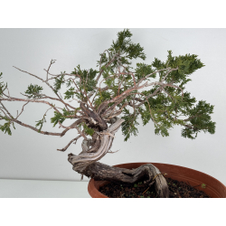 Juniperus sabina A01680 view 4