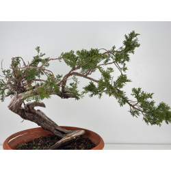 Juniperus sabina A01680 view 5