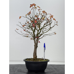 Acer buergerianum I-7601 vista 2