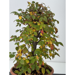 Zelkova serrata I-7602 vista 3