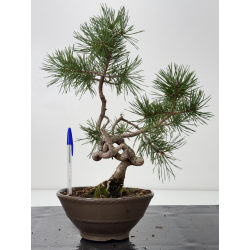 Pinus sylvestris -pino s- europeo- I-7604