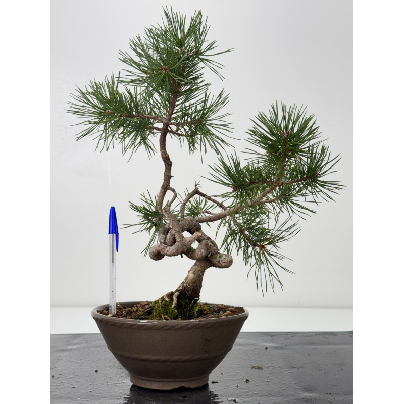 Pinus sylvestris I-7604