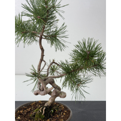 Pinus sylvestris I-7604 view 2