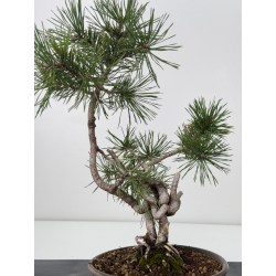 Pinus sylvestris I-7604 view 4