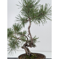 Pinus sylvestris I-7604 view 5