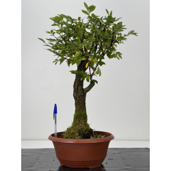 Zelkova nire I-7605