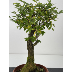 Zelkova nire I-7605 view 2