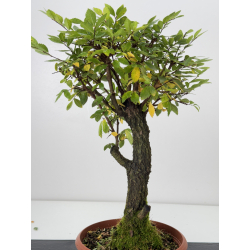 Zelkova nire I-7605 view 3