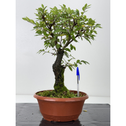 Zelkova nire I-7606