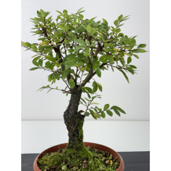 Zelkova nire I-7606 view 2