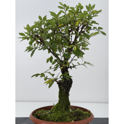 Zelkova nire I-7606 view 3