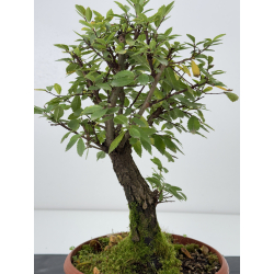 Zelkova nire I-7607 view 2