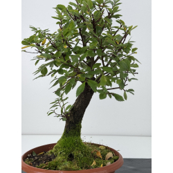 Zelkova nire I-7607 view 3