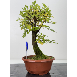 Zelkova nire I-7608