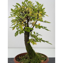 Zelkova nire I-7608 view 2