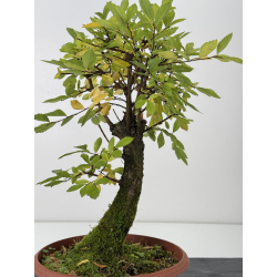 Zelkova nire I-7608 view 3