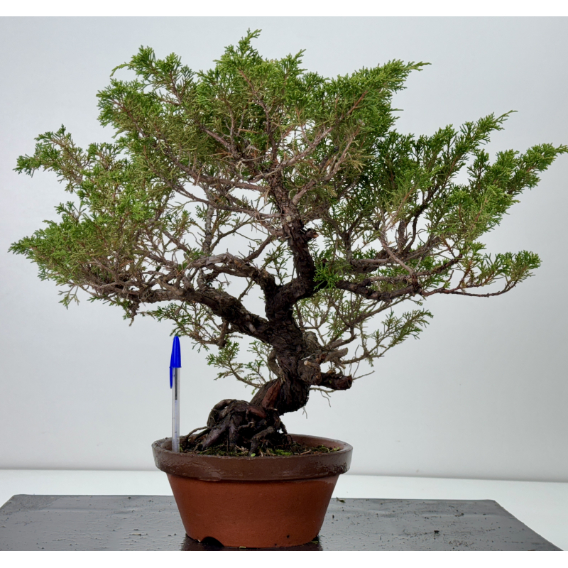 Juniperus chinensis itoigawa I-7614