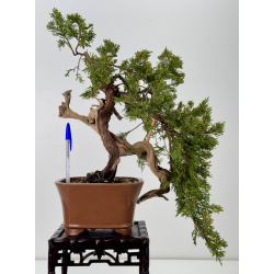 Juniperus sabina -sabina rastrera- A01656