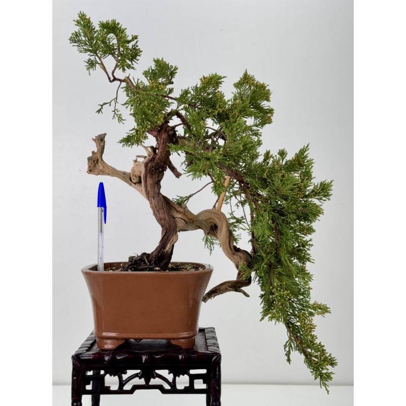 Juniperus sabina A01656