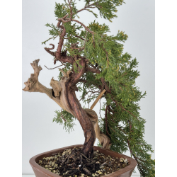 Juniperus sabina A01656 view 3